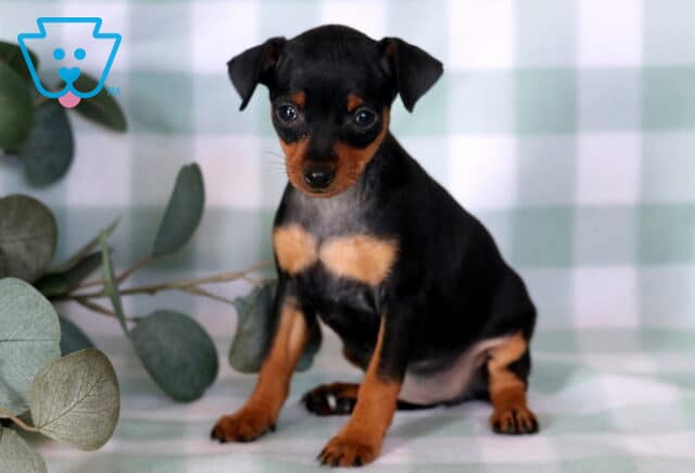 Tiny Miniature Pinscher puppy sitting upright on a soft mint plaid blanket, featuring a glossy black-and-tan coat, bright curious eyes, and eucalyptus greenery accenting the portrait backdrop. image
