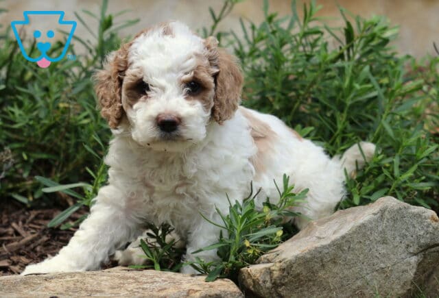 Chex Cockapoo image