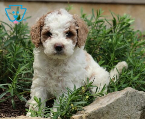 Chex Cockapoo2