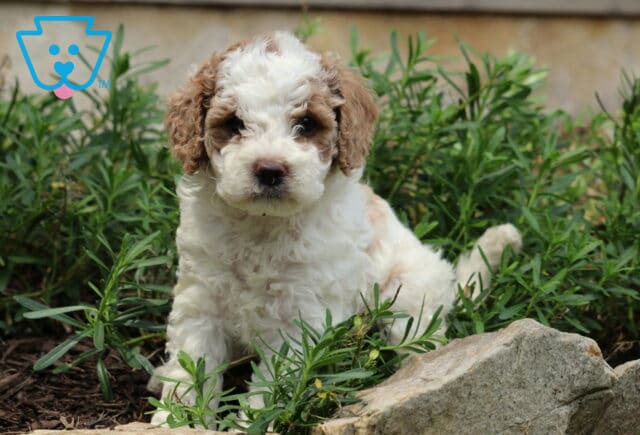 Chex Cockapoo2 image