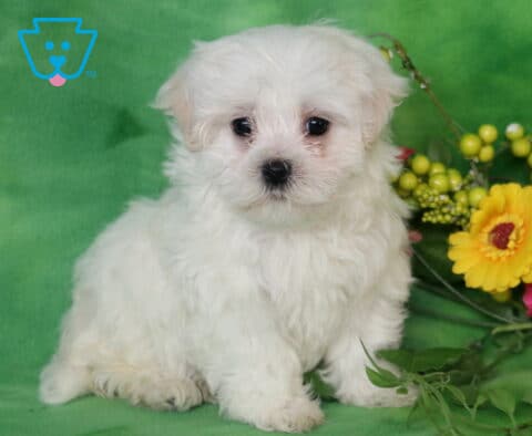 Chex Maltese