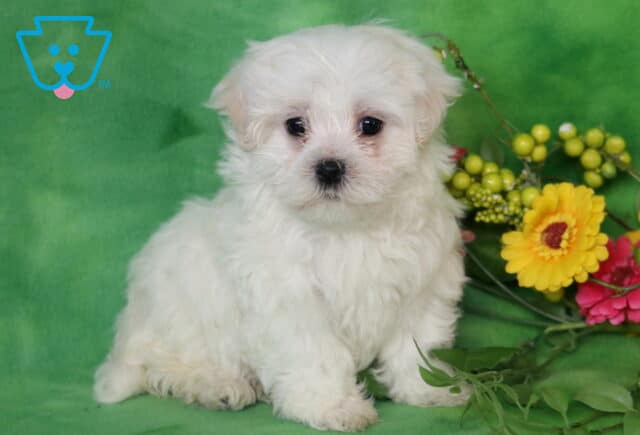 Sweet Maltese puppy with a fluffy white coat sitting on a bright green backdrop beside colorful yellow and pink flowers, showing off an alert expression and shiny dark eyes. image