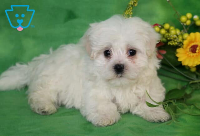 Fluffy white Maltese puppy relaxing on a bright green backdrop beside a colorful floral arrangement, looking up with wide dark eyes and an irresistibly sweet expression. image