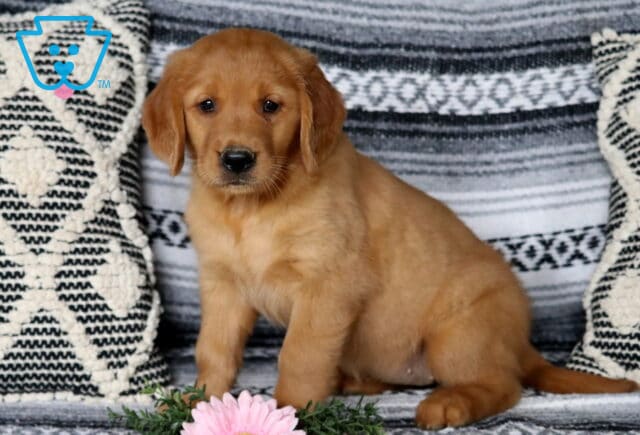 Chili Golden image