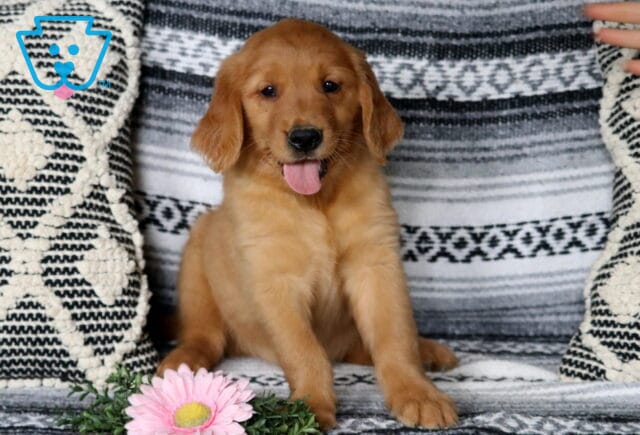 Chili Golden2 image