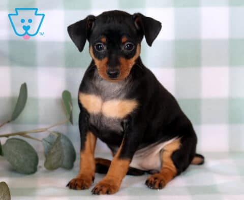 Precious Miniature Pinscher puppy sitting neatly on a soft mint checkered blanket, featuring rich black-and-tan coloring, tiny folded ears, and an attentive gaze framed by eucalyptus greenery.
