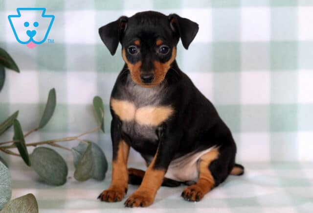 Precious Miniature Pinscher puppy sitting neatly on a soft mint checkered blanket, featuring rich black-and-tan coloring, tiny folded ears, and an attentive gaze framed by eucalyptus greenery. image