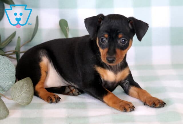 Curious Miniature Pinscher puppy stretched out on a soft mint plaid blanket, showcasing its sleek black-and-tan coat, bright round eyes, and relaxed pose beside decorative eucalyptus leaves. image