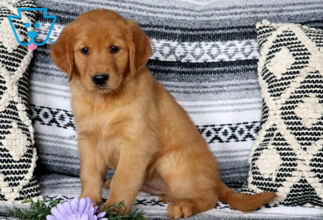 Chipper Golden image