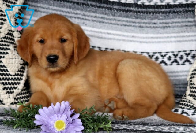 Chipper Golden2 image
