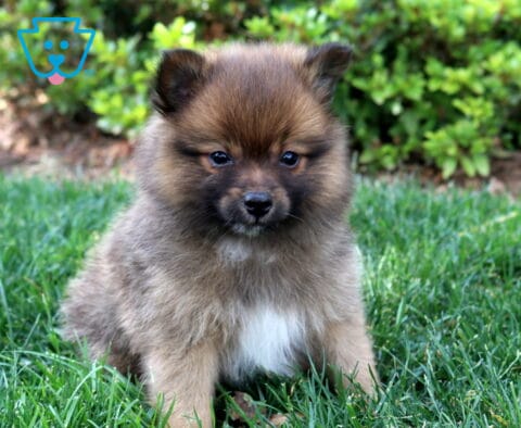 Chips Pom