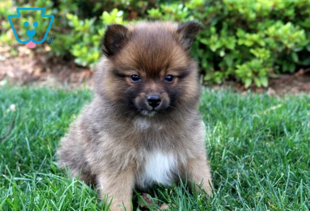 Chips Pom image