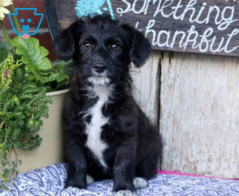 Black and white Corgipoo puppy sitting on a patterned blanket beside a potted plant, showing a fluffy black coat with a bright white chest, expressive dark eyes, and a sweet alert expression in an outdoor porch setting.