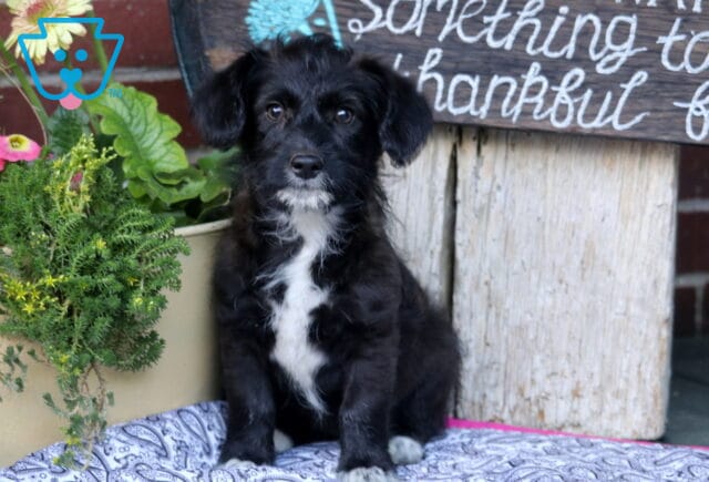 Black and white Corgipoo puppy sitting on a patterned blanket beside a potted plant, showing a fluffy black coat with a bright white chest, expressive dark eyes, and a sweet alert expression in an outdoor porch setting. image