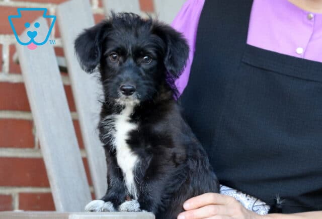 Black and white Corgipoo puppy sitting beside a person on a porch chair, featuring a silky black coat, bright white chest markings, floppy ears, and gentle brown eyes looking directly at the camera. image