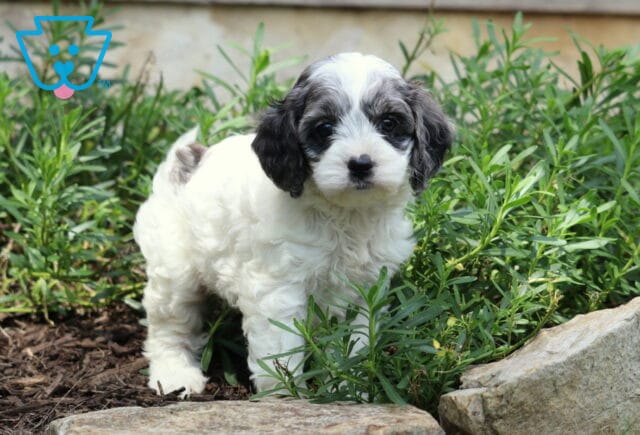 Clair Cockapoo image