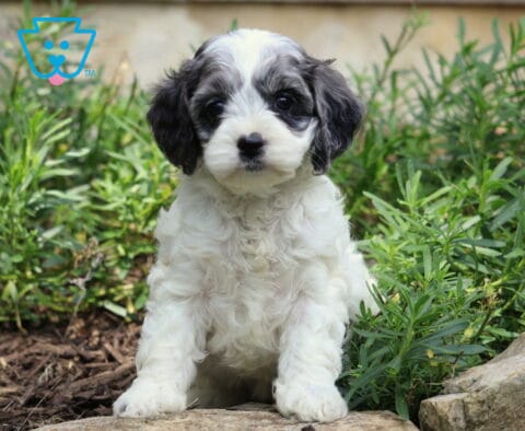 Clair Cockapoo2