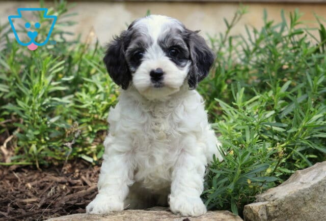 Clair Cockapoo2 image