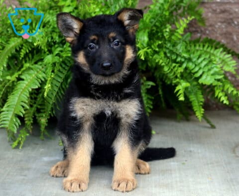 Black and tan German Shepherd puppy sitting upright on a concrete surface, looking directly at the camera with alert ears and bright eyes, framed by lush green ferns in the background.