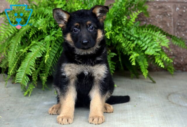 Black and tan German Shepherd puppy sitting upright on a concrete surface, looking directly at the camera with alert ears and bright eyes, framed by lush green ferns in the background. image