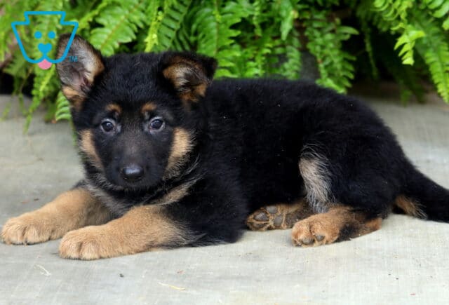 Adorable German Shepherd puppy lounging on a concrete patio with one ear perked up, showcasing rich black-and-tan coloring against a backdrop of vibrant green ferns. image
