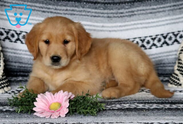 Clementine Golden image