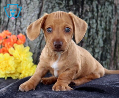Cleo Mini Dachshund