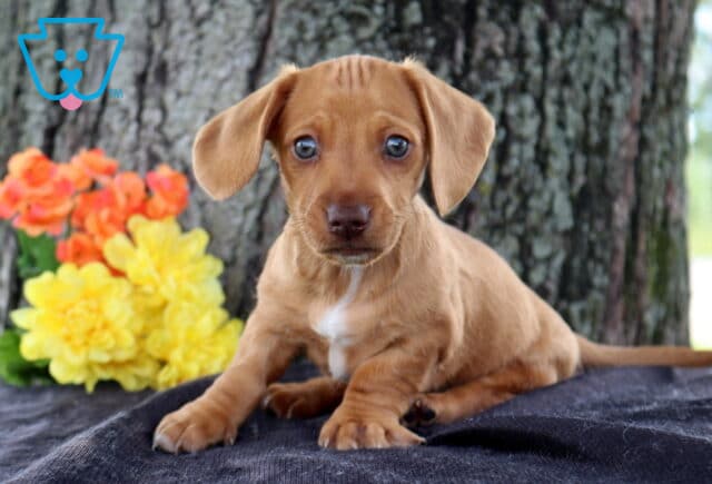 Cleo Mini Dachshund image