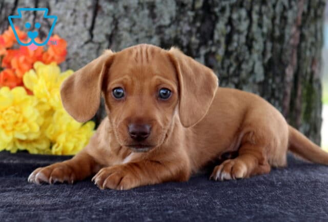 Cleo Mini Dachshund2 image