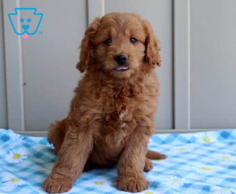 Clyde Mini Goldendoodle