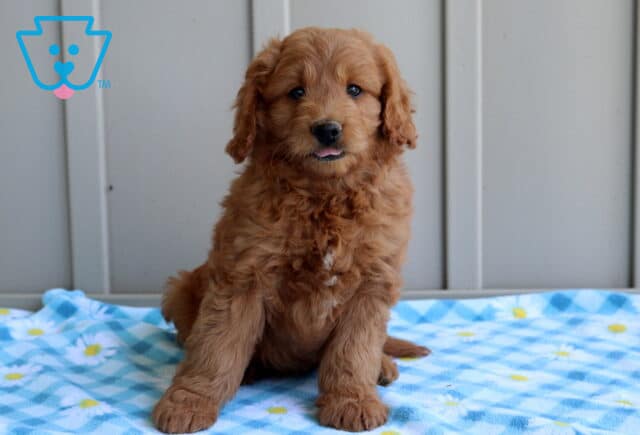 Clyde Mini Goldendoodle image