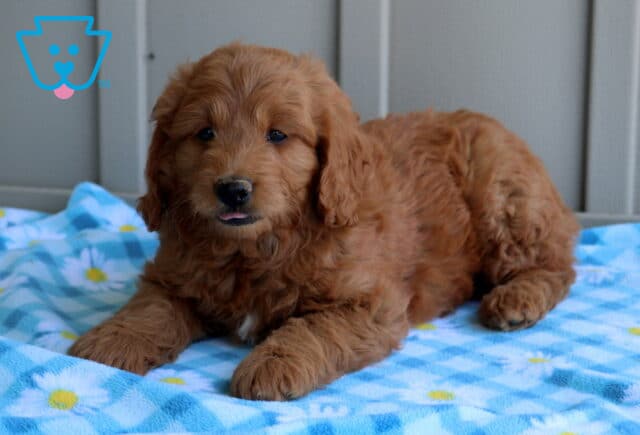 Clyde Mini Goldendoodle2 image