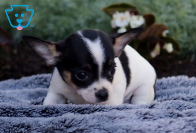 Tiny black, white, and tan Chihuahua puppy resting on a plush gray blanket, featuring oversized ears, round dark eyes, and a curious expression while exploring an outdoor garden setting. image