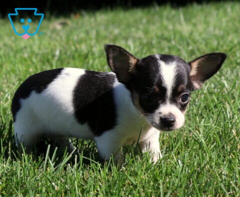 Black and white Chihuahua puppy standing in green grass, showing a smooth coat, perky upright ears, and an alert expression while enjoying a sunny outdoor playtime.