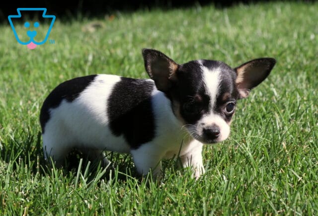 Black and white Chihuahua puppy standing in green grass, showing a smooth coat, perky upright ears, and an alert expression while enjoying a sunny outdoor playtime. image