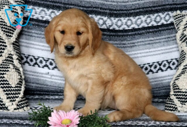 Coco Golden image