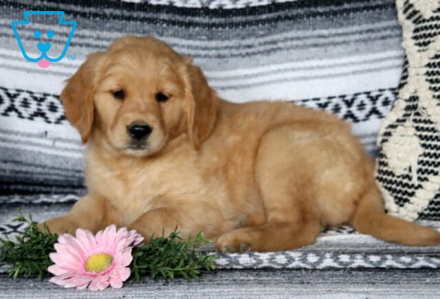 Coco Golden2 image