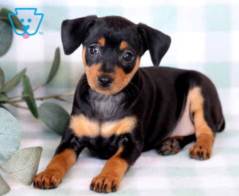 Adorable Miniature Pinscher puppy lying comfortably on a pastel green checkered blanket, showing off its sleek black-and-tan markings, bright curious eyes, and alert expression beside soft eucalyptus accents.