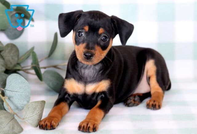 Adorable Miniature Pinscher puppy lying comfortably on a pastel green checkered blanket, showing off its sleek black-and-tan markings, bright curious eyes, and alert expression beside soft eucalyptus accents. image