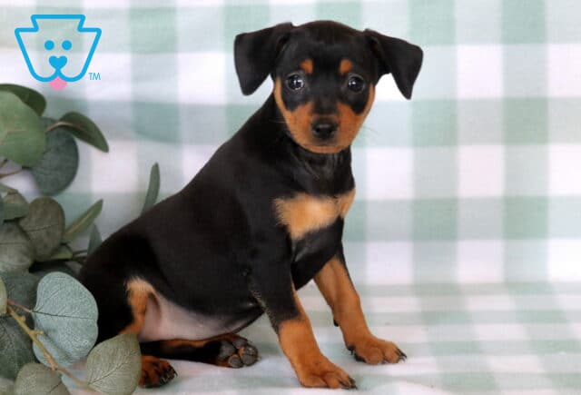 Charming Miniature Pinscher puppy sitting upright on a mint green checkered backdrop, displaying a sleek black-and-tan coat, bright attentive eyes, and a curious expression beside decorative eucalyptus leaves. image