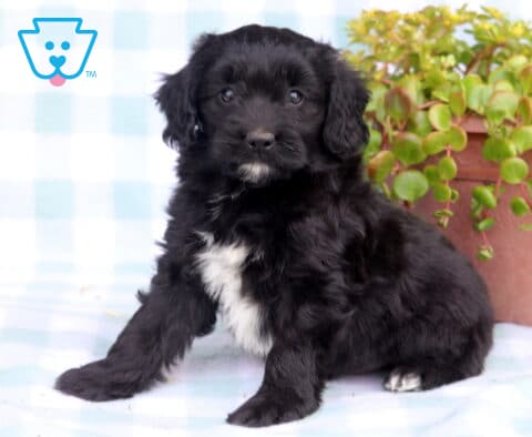 Colby Eskimo mix