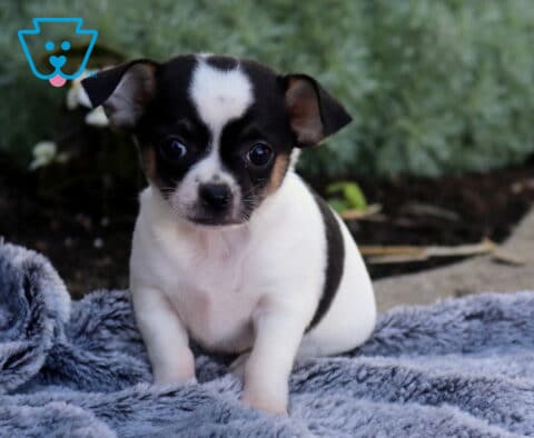 Tiny tri-color Chihuahua puppy sitting on a soft gray blanket, featuring a white coat with black markings, tan accents on the face, and wide expressive eyes in a cozy outdoor setting.