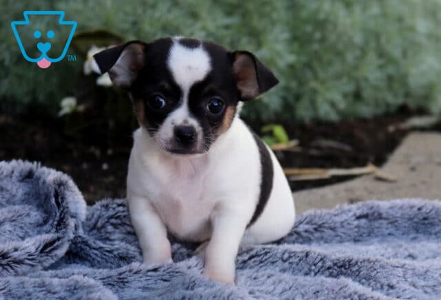 Tiny tri-color Chihuahua puppy sitting on a soft gray blanket, featuring a white coat with black markings, tan accents on the face, and wide expressive eyes in a cozy outdoor setting. image