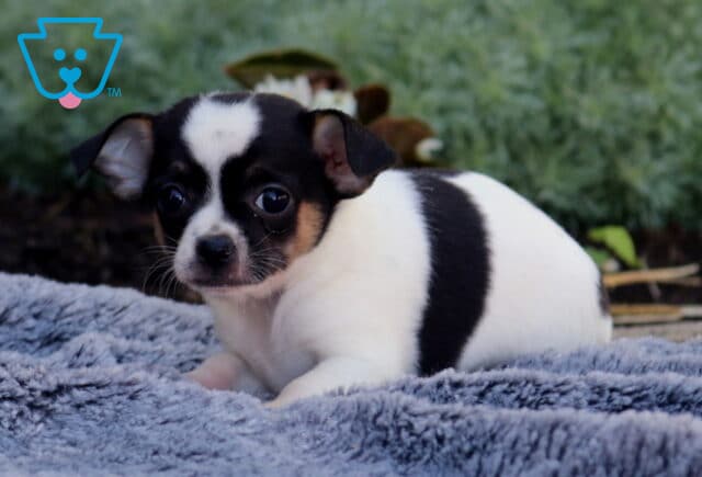 Black, white, and tan Chihuahua puppy relaxing on a plush gray blanket, showcasing a smooth coat, bright round eyes, and a sweet, cautious expression against a soft garden backdrop. image