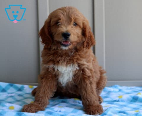 Comet Mini Goldendoodle