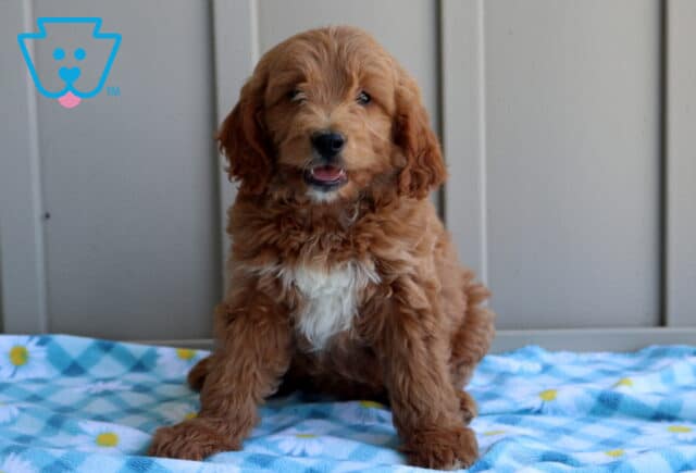 Comet Mini Goldendoodle image