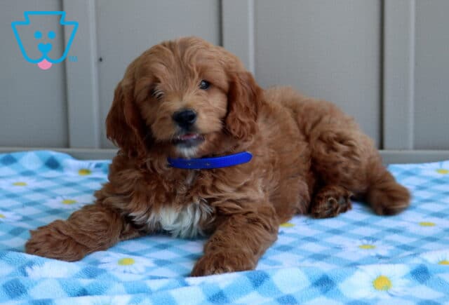 Comet Mini Goldendoodle2 image
