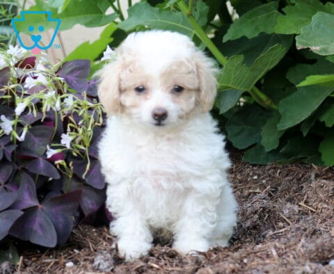 Comet Toy Poodle