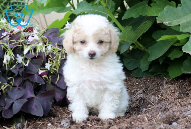 Comet Toy Poodle image