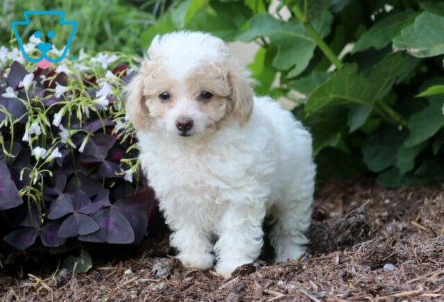 Comet Toy Poodle2 image